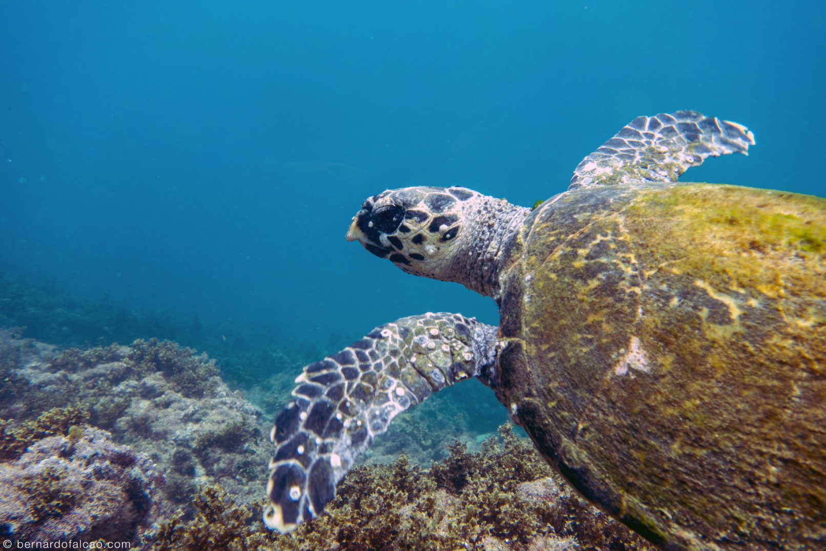 Sea Turtle Arraial