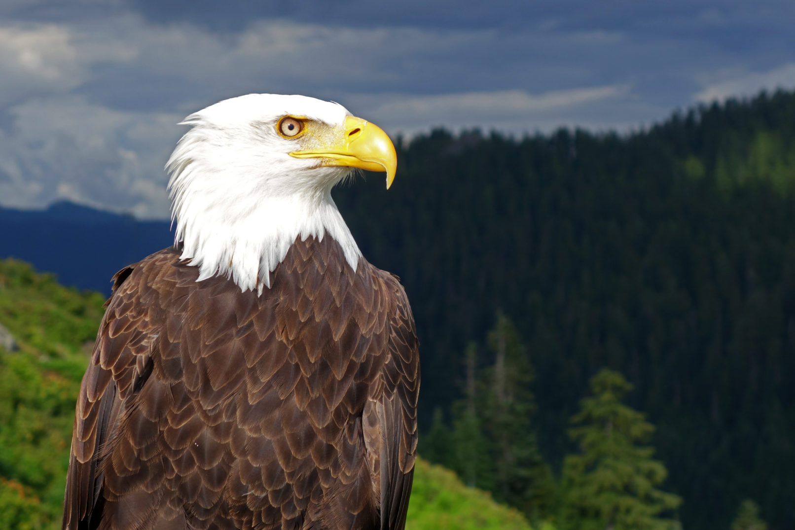 Bald Eagle