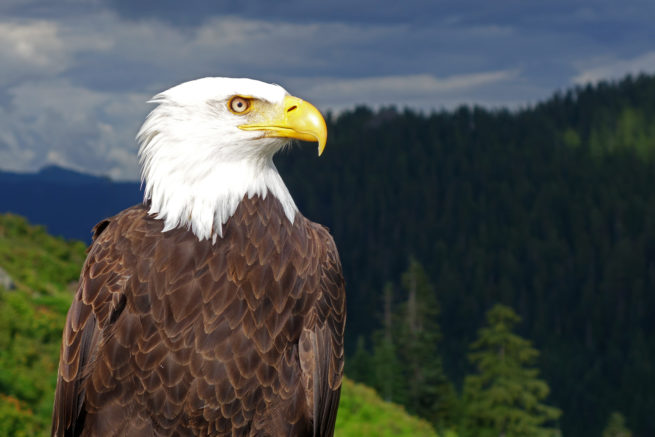 Bald Eagle